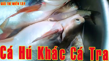 FISHING || CÂU CÁ MIỀN TÂY || CÁ HÚ KHÁC CÁ TRA ĐIỂM NÀO || GIẢI TRÍ MIỀN TÂY