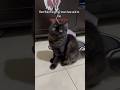 Mom said NO. #cutepet #kima #cats #kitten #shorts #shortvideo