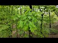 숲속에 자연의 굉장히 아름다운 소리 (마음이 힐링)