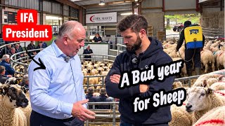 We sold our best lambs in a CRASHING market.what happened? A day in the mart #tepari #sheep #lambs