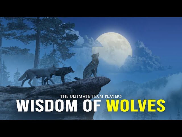 Wisdom Of The Wolves - Best Motivational Video class=