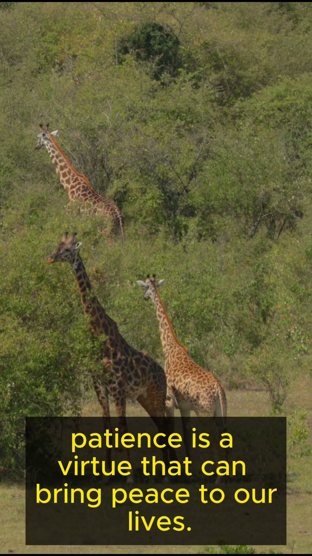 Life Lessons from Giraffes   Part 4 #shorts  #lifelessons #wisdom #growth #patience #perspective