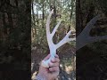 Buscando Cuernos de Venado Cola Blanca🦌 entre los pinos