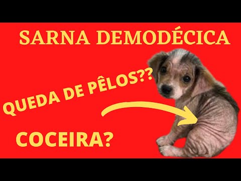 Vídeo: Meu cão tem sarna demodética?