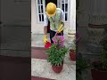 ROSHAN ALE #GARDENER #UAE