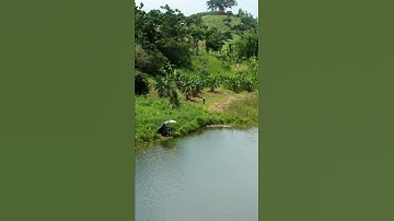 Cảnh đẹp suối rao