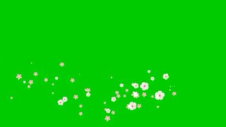 Green screen flower animation HD fx effect with sound #3. Flower green screen that MUST WATCHED.