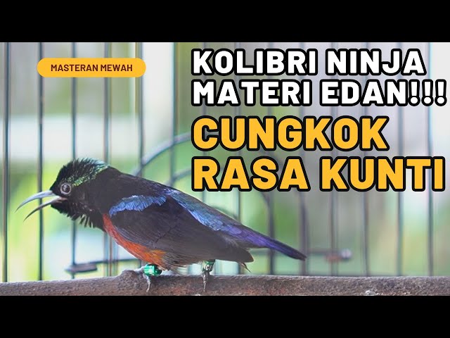 BURUNG KOLIBRI NINJA GACOR MEWAH MASTERAN MATERI CUNGKOK RASA KUNTI class=