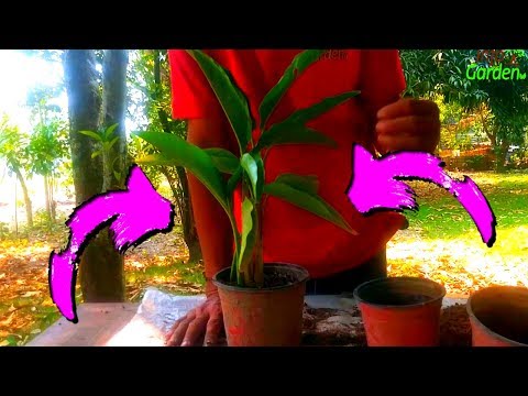 Video: Planta viajera: ¿por qué se llama así?