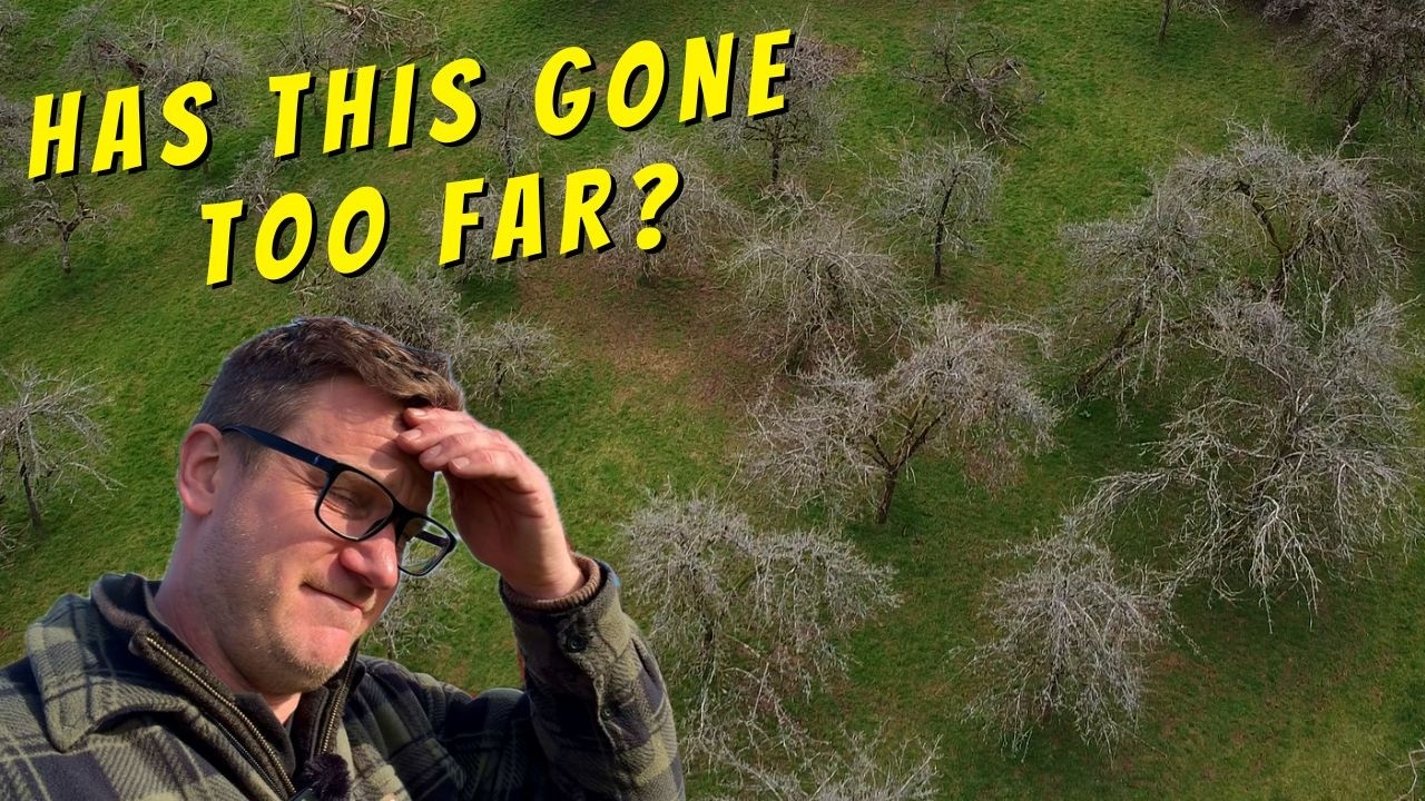 Можем ли мы помочь спасти этот старый яблоневый сад?