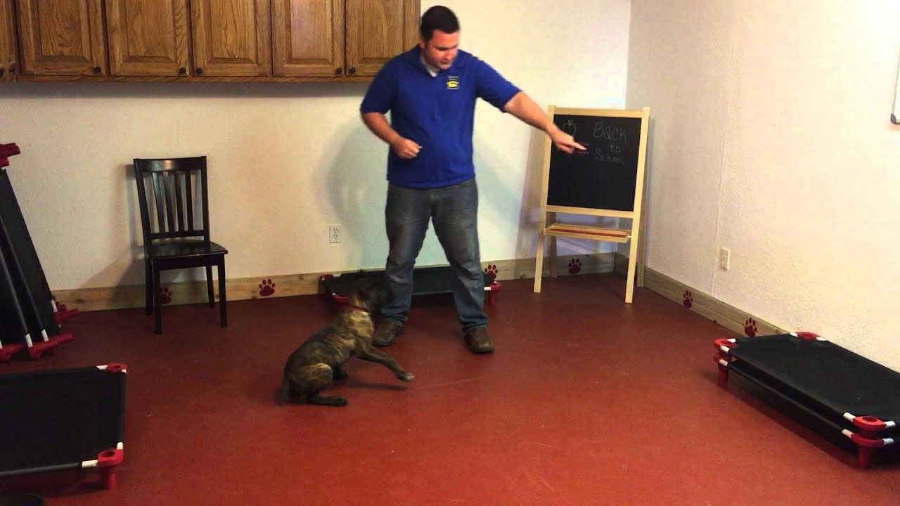 Zeno-Learning hand signals. Top Dog Professional Training obedience to authority