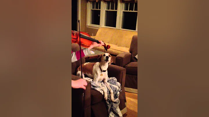 Jingle Woof