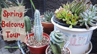 Spring Balcony Tour Succulent And Cacti Tour