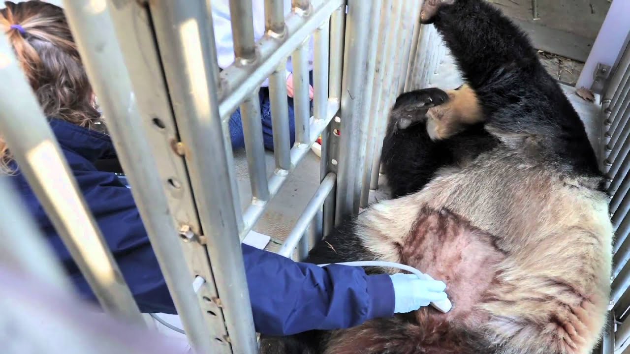 How Baby Pandas Are Born at the National Zoo