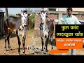 फुल करंटचा । नादखुळा खोंड । साहिल चव्हाण । Khillar Maharashtrachi Shaan | २०२१