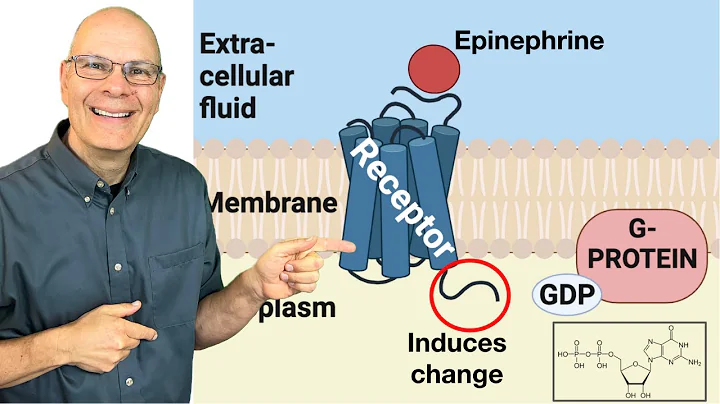 Epinephrine and G-Protein Coupled Receptor Systems: Essential Cell Signaling for AP Bio