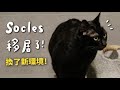 【黃阿瑪的後宮生活】Socles移居了!換了新環境!