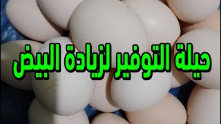 زيادة انتاج البيض بحيلة موفرة هتزود الإنتاج طول رمضان جربناها مع الدجاج بتاعنا مش هتلاحق على البيض