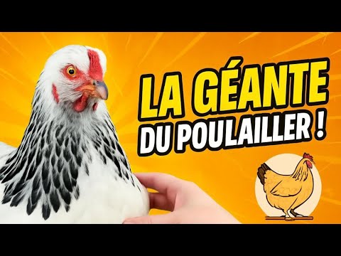 Pourquoi tout le monde veut une Brahma ?! ( Et toi aussi...)