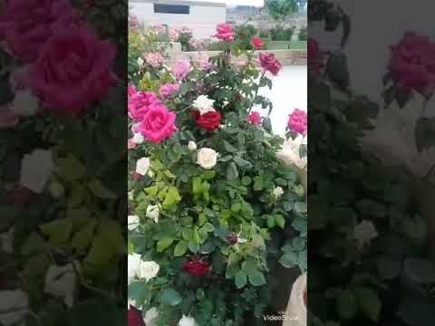 يا ورد العم يتغاوا فوق التلة