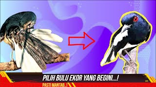 POLA EKOR KACER PROSPEK GAMPANG BUKA EKOR! Tips Kacer Juara..|FIKATUBE