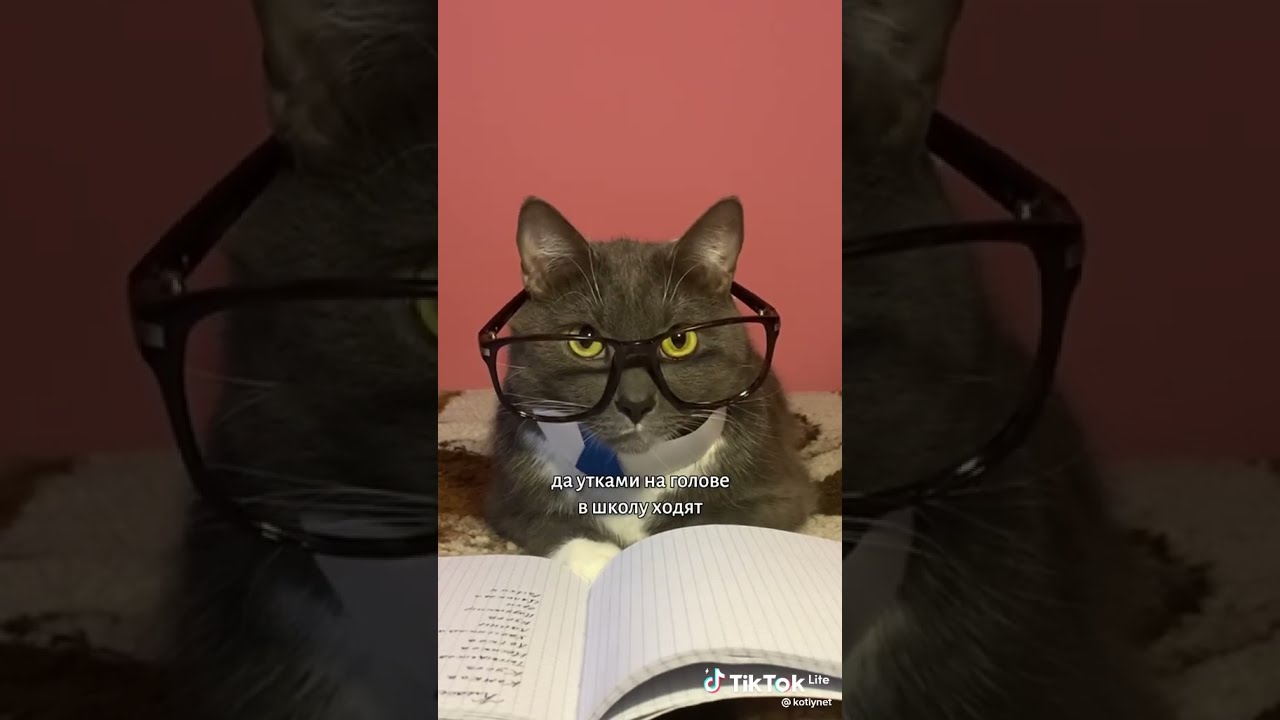 Что было бы если котики ходили в школу