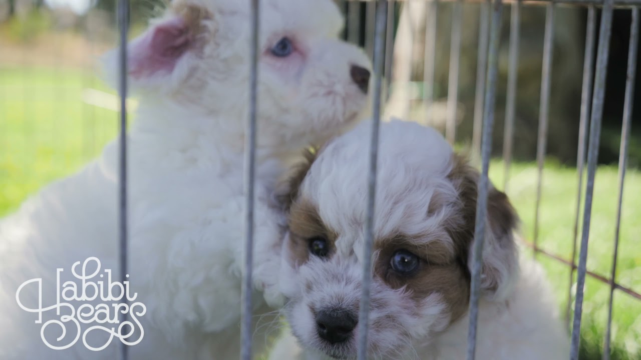 ✨Selection has begun for our Large Mini Litter-Come Check Them Out!✨