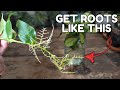 you must do this with hoya water propagation you must do this with hoya water propagation