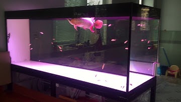 Hồ Công Nghệ mới 4 lớp đáy sau 7 ngày chạy lọc