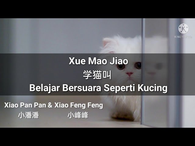 学猫叫 Xue Mao Jiao - Xiao Pan Pan & Xiao Feng Feng (Lirik & Terjemahan Indonesia) class=