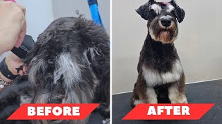 🐶❤️ Schnauzer Makeover: Transforming Tangles into Elegance