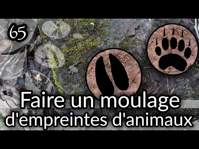 Comment reconnaître des empreintes d'animaux - Cabane à idées