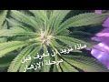 طريقة زراعة القنب الماريجوانا في المنزل ليوم 64