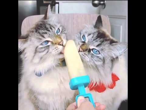 Funny cats  eating ice  cream  YouTube