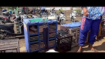 Merpati balap probolinggo
