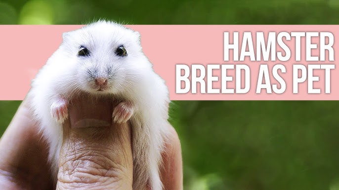 Guide To Caring For Hamsters – naturalworldpets