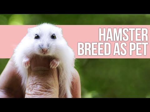 Pet Hamster Breed Information