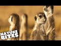 Breakfast Time for Adorable Meerkat Family | Namibia's Meerkats | Nature Bites