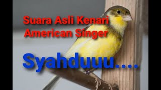 Audio Masteran Burung - Kenari American Singer