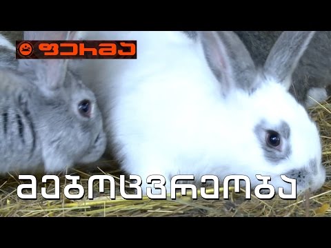 #ფერმა მებოცვრეობა. ფლანდრი, გოლიათი და პეპელა - რა თვისებებით გამოირჩევა ბოცვრის ეს ჯიშები