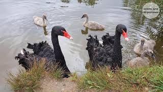 Как выглядят Черные Лебеди и их детеныши &quot;гадкие утята&quot; Пара лебедей и птенцы плавают на пруду