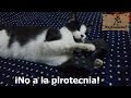 ¡No a la pirotecnia!. ADOPTA NO COMPRES