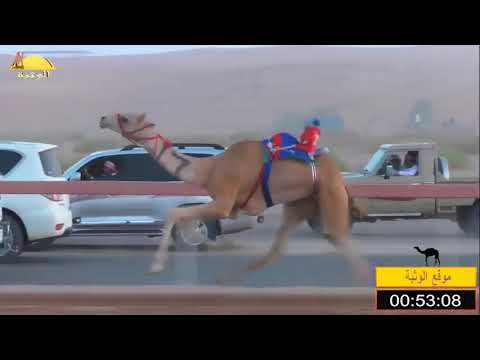 الشوط 4 مرضي ل حميد بن مطوع الظاهري شارة الشيخ طحنون بن محمد السبت 2018 8 4 بوسمرة فطامين