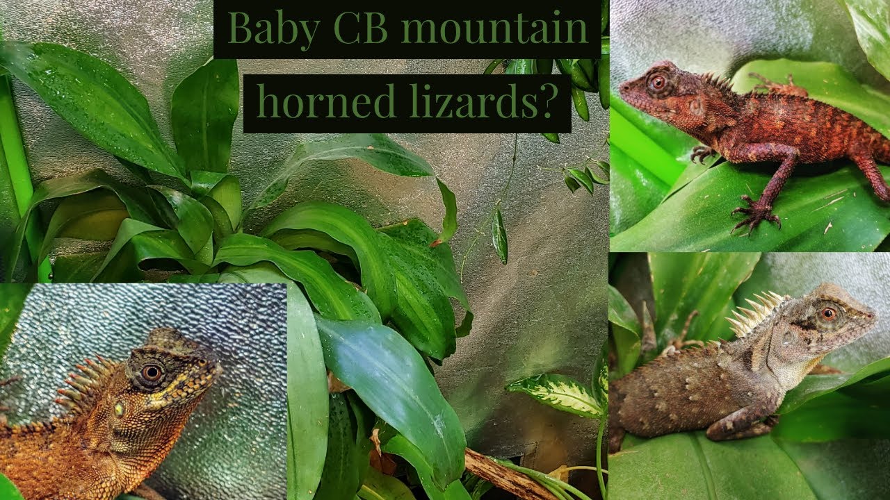 video phone beyonce mp3 Mountain Horned Lizard (my trio and enclosue)