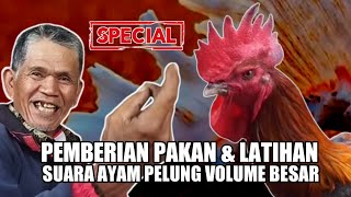 INI PENANGANAN SUPAYA SUARA AYAM PELUNG PANJANG VOLUME BESAR  | PAKAN & PERAWATAN AYAM PELUNG