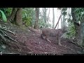 Trail cam bobcat, Haywood Knolls, Hendersonville, NC.