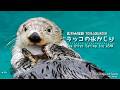 《鳥羽水族館》ラッコの氷かじり【ASMR風】