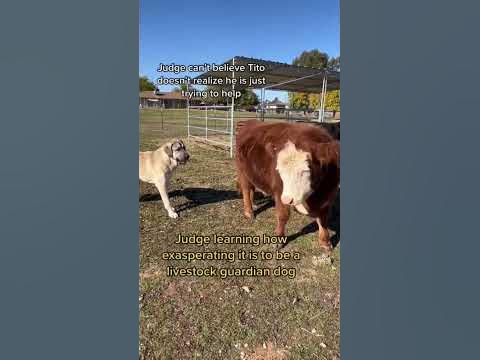 8 mo old livestock guardian dog Judge learning how testy farm animals