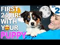 Your First Day And Night With A New Puppy - Training Plan