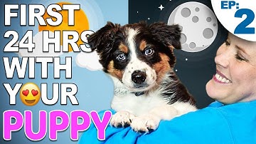 Your First Day And Night With A New Puppy - Bringing Home A New Puppy Episode 2